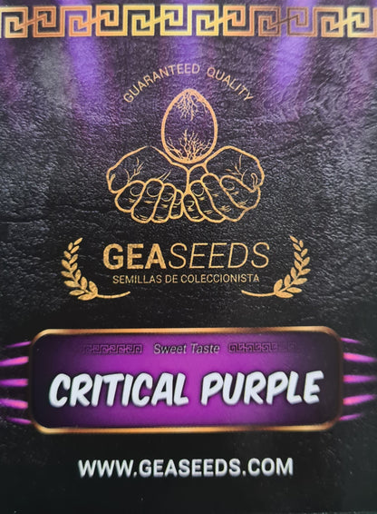 Semillas Critical Purple Feminizadas Gea Seeds | Índica | Kanamart