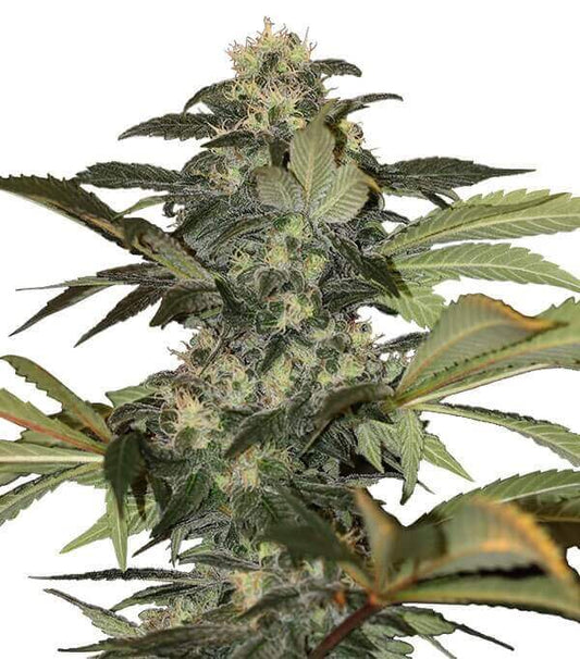 Semillas Early Skunk Feminizadas Gea Seeds | Índica | Kanamart