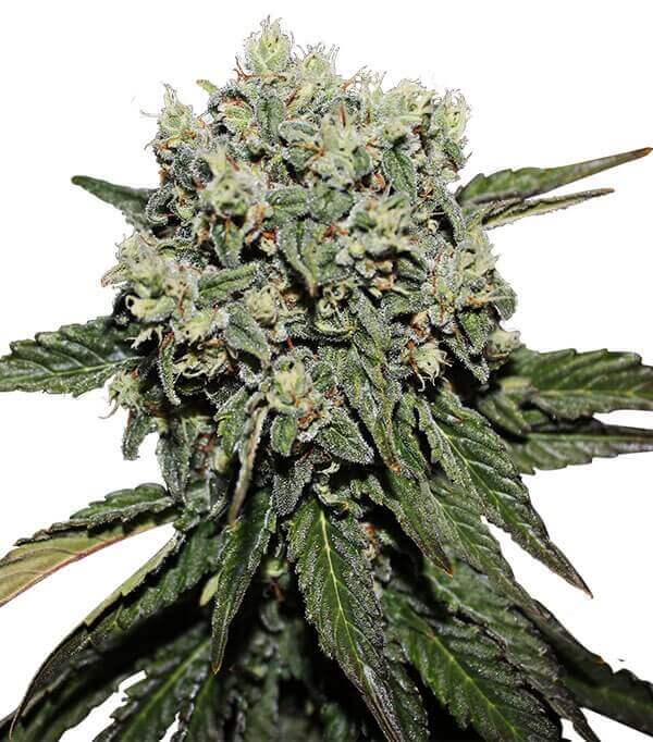 Semillas Hard Diesel Feminizadas Gea Seeds | Sativa | Kanamart