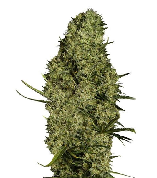 Semillas Lima Haze Feminizadas Gea Seeds | Sativa | Kanamart