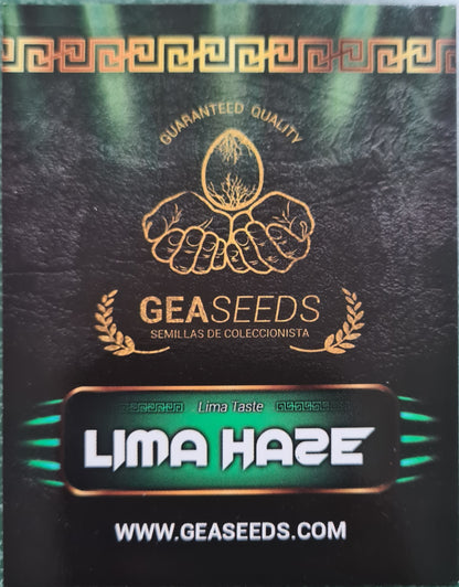 Semillas Lima Haze Feminizadas Gea Seeds | Sativa | Kanamart