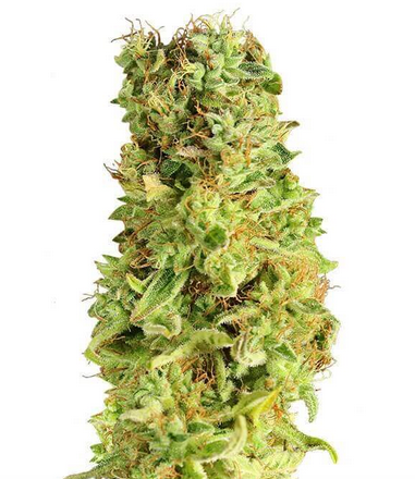 Semillas Matanus-K Feminizadas Gea Seeds | Índica | Kanamart