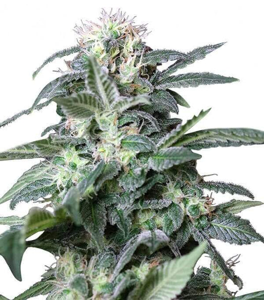 Semillas Rusia Feminizadas Gea Seeds | Índica | Kanamart
