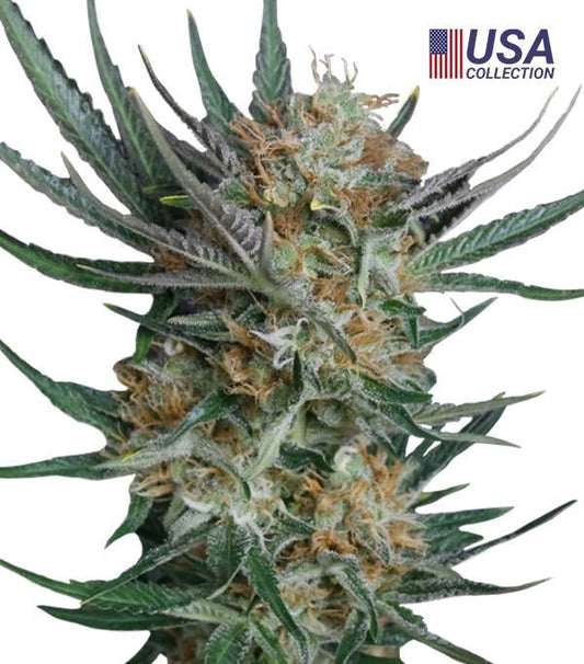 Semillas Sour Kush Feminizadas Gea Seeds | Índica | Kanamart