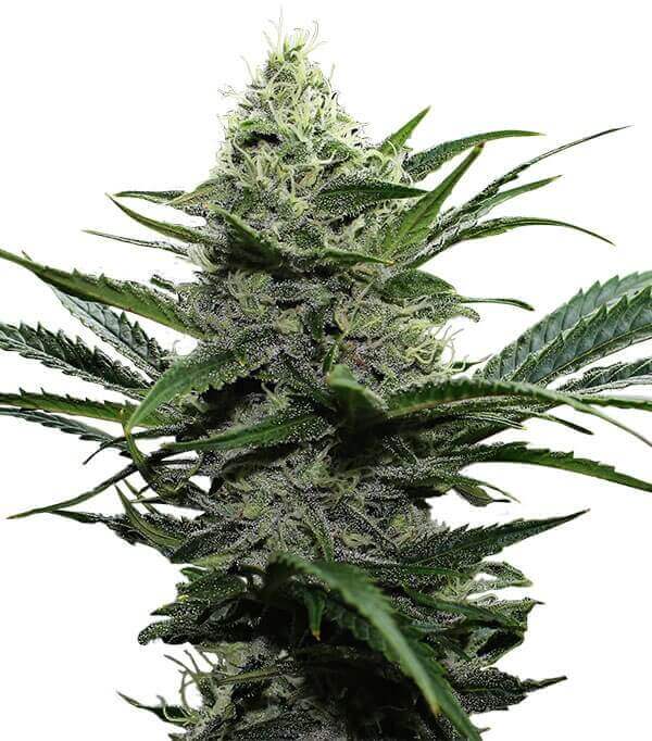 Semillas Widow Feminizadas Gea Seeds | Índica | Kanamart
