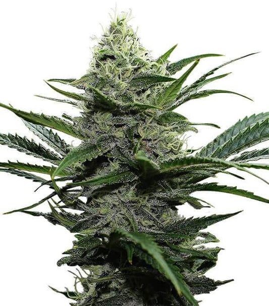 Semillas Widow Feminizadas Gea Seeds | Índica | Kanamart